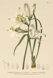 Paradisia Liliastrum